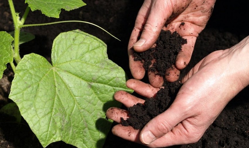 Догляд за ґрунтом Догляд за ґрунтом