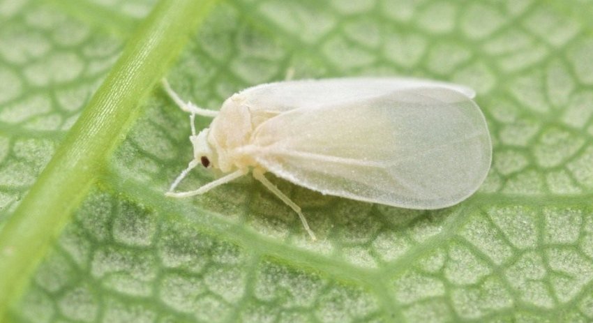 Білокрилка Білокрилка