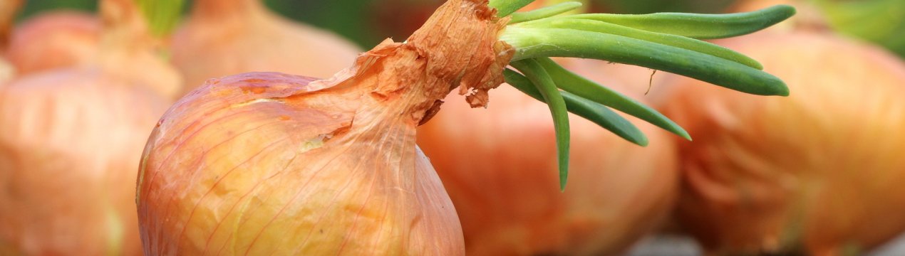 Через осінніх дощів в Росії подорожчала цибуля