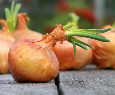 Через осінніх дощів в Росії подорожчала цибуля