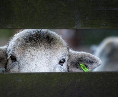 Нові правила перевезення тварин