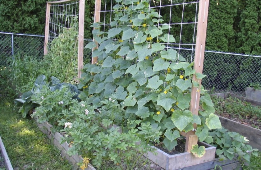 Куст на шпалере Куст на шпалере