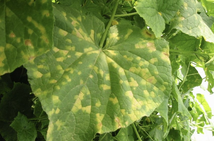 Пероноспороз