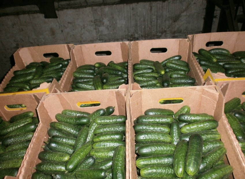 Зберігання огірків у погребі