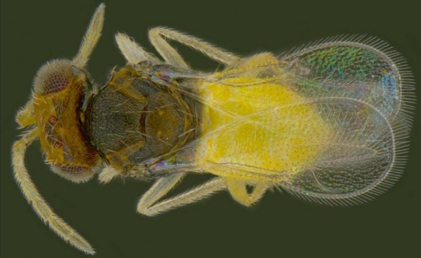 Энкаразия Энкаразия