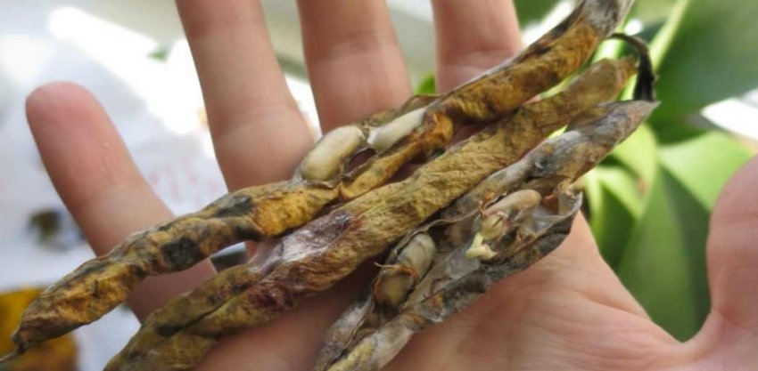 Спаржева квасоля