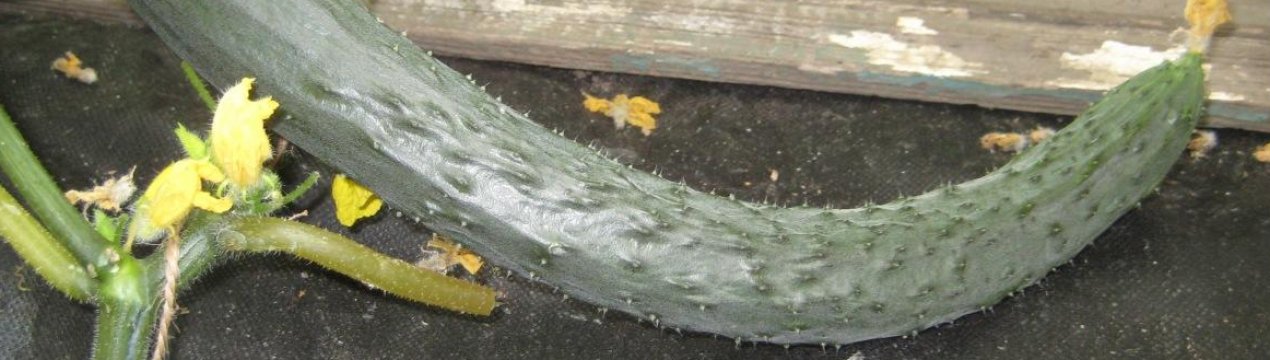 Огірки Смарагдовий потік: опис і особливості вирощування сорту