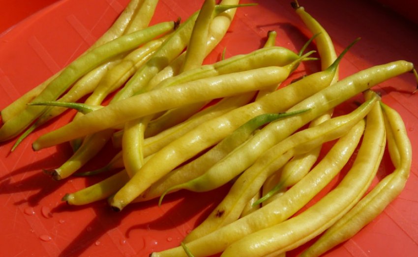 Квасоля спаржева Снігуронька