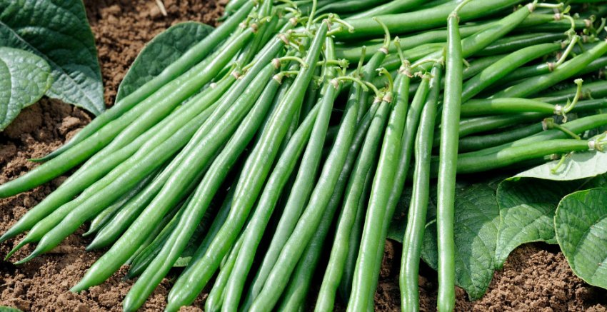 Квасоля спаржева журавушка