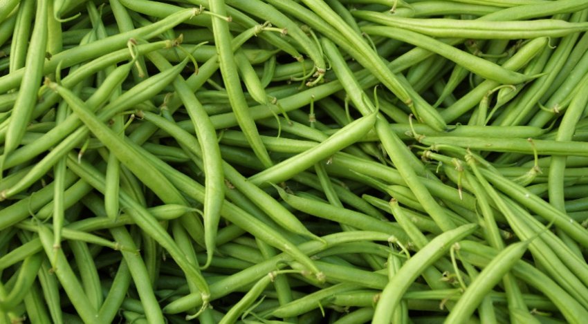 Квасоля спаржева лібра