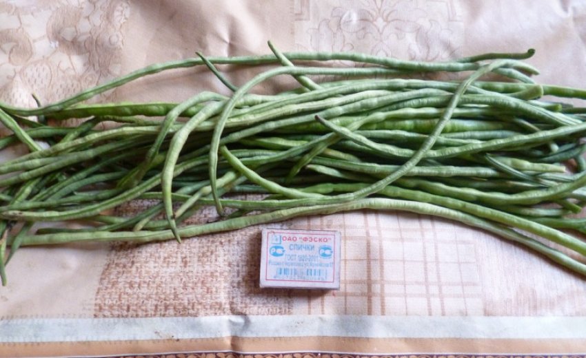 Квасоля спаржева Вігна