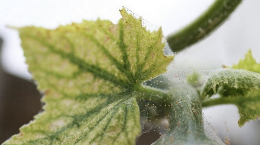 Павутинний кліщ