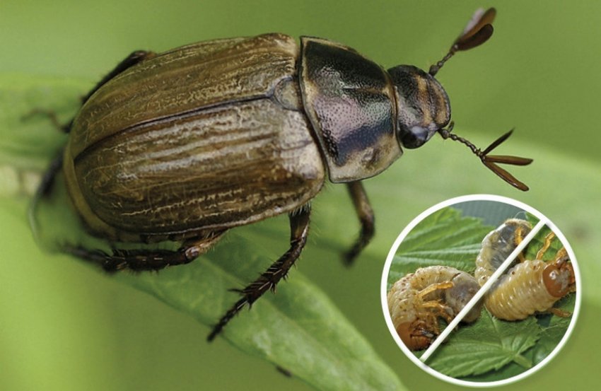 Личинка травневого жука