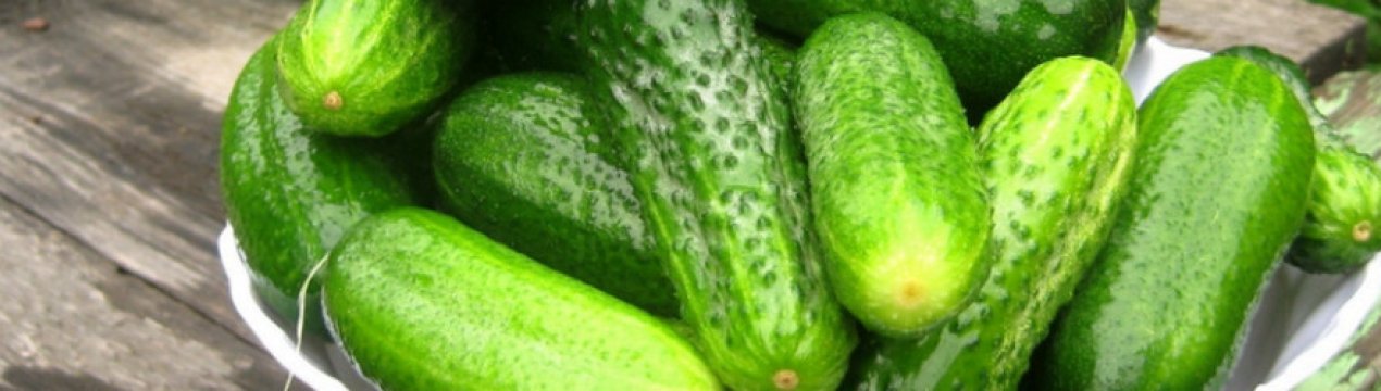 Як правильно вирощувати огірки