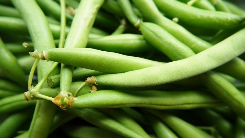 Квасоля спаржева Фатіма