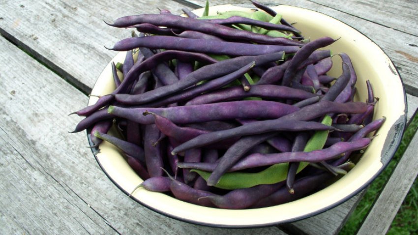 Квасоля спаржева Матильда