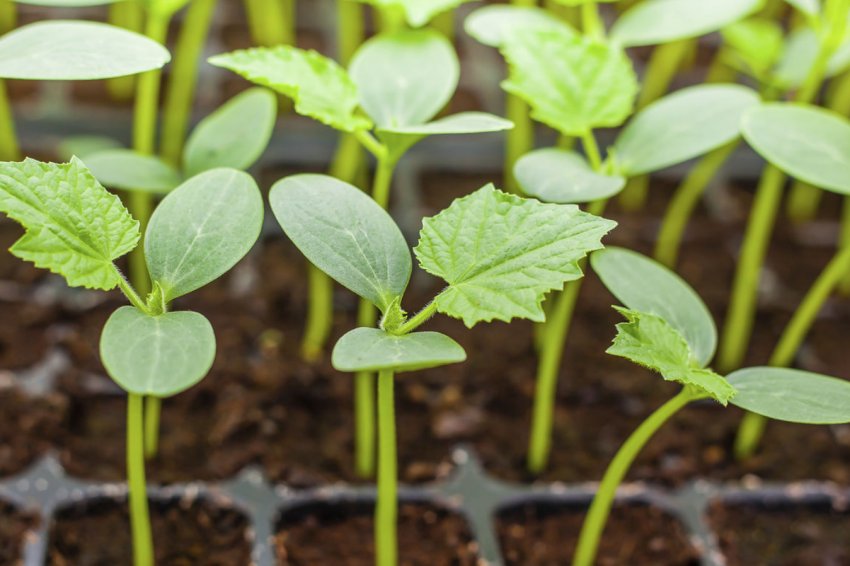 Розсада огірків