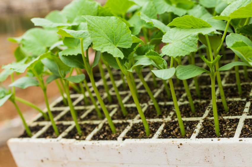 Розсада огірків