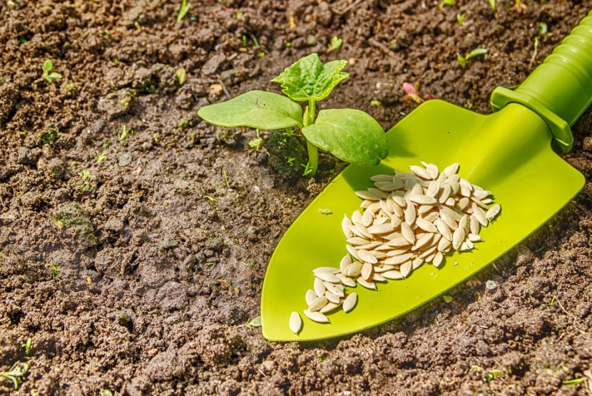 Посадка насіння огірків в грунт