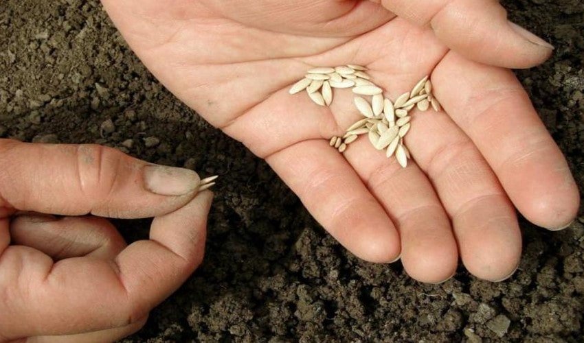 Посадка насіння