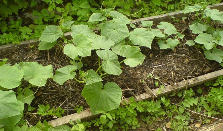 Вирощування огірків