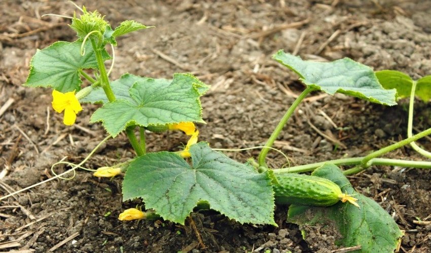 Плодоношення огірків