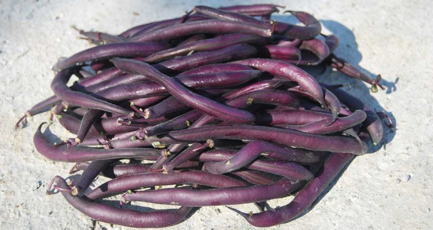 Квасоля спаржева пурпурова леді