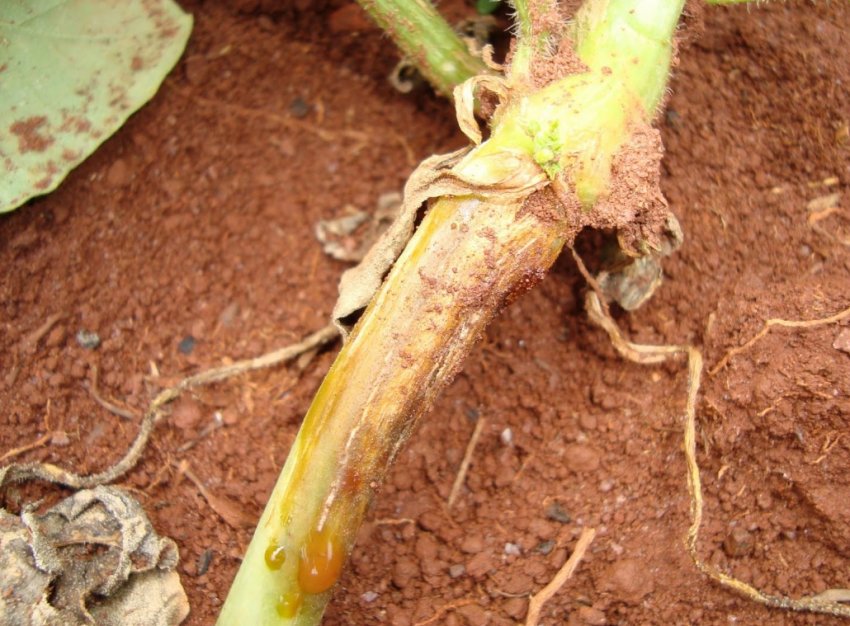 Коренева гниль огірків