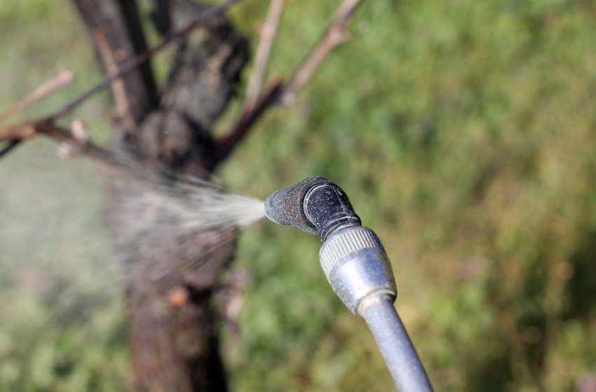 Обприскування винограду