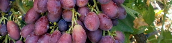 Сорт винограда красавица: описание сорта