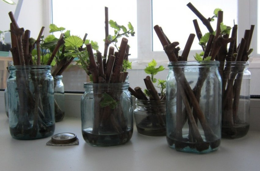 Живцювання винограду