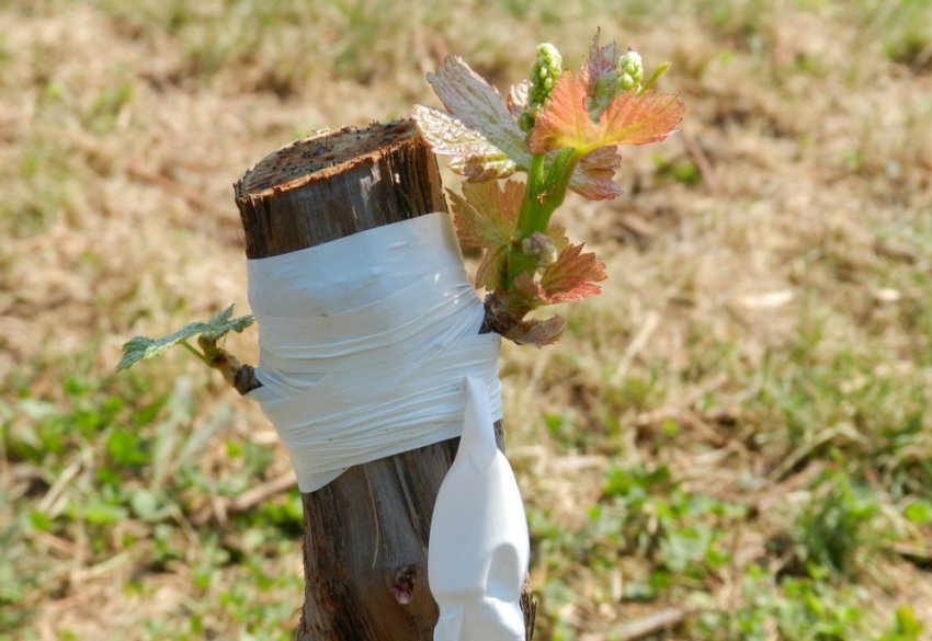 Розмноження винограду щепленням