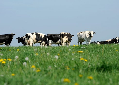 Холмогорская порода коров: описание, уход и кормление