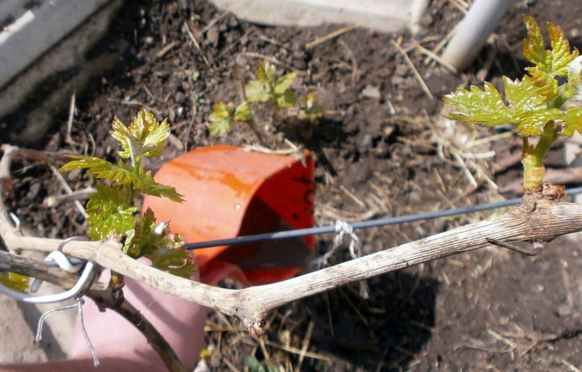 Підживлення винограду