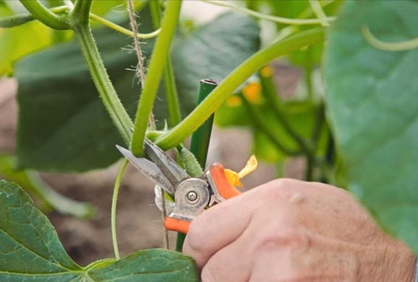 Обрізка у відкритому грунті