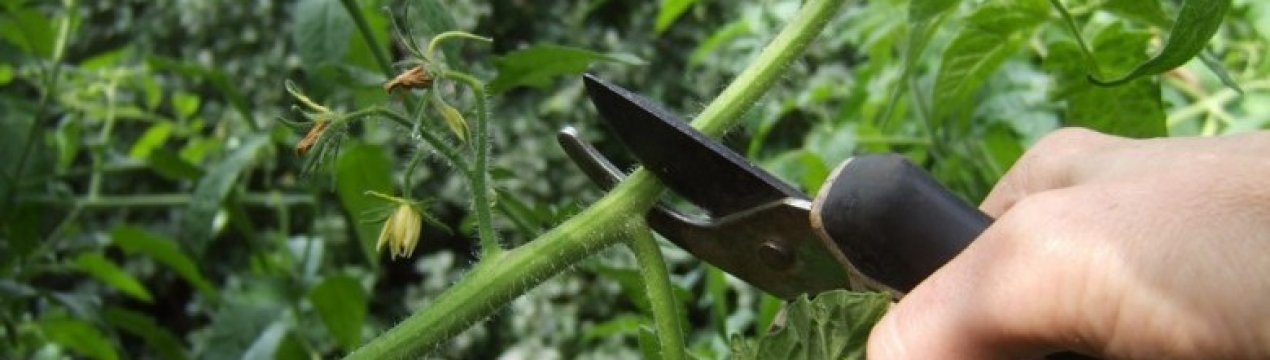 Як правильно і для чого потрібно обрізати огірки