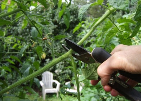 Як правильно і для чого потрібно обрізати огірки