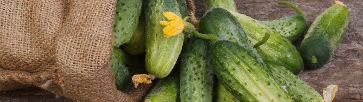 Огірки сорту Мурашка F1: опис і вирощування