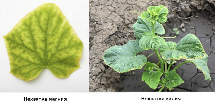 Дефицит калия и магния Дефицит калия и магния