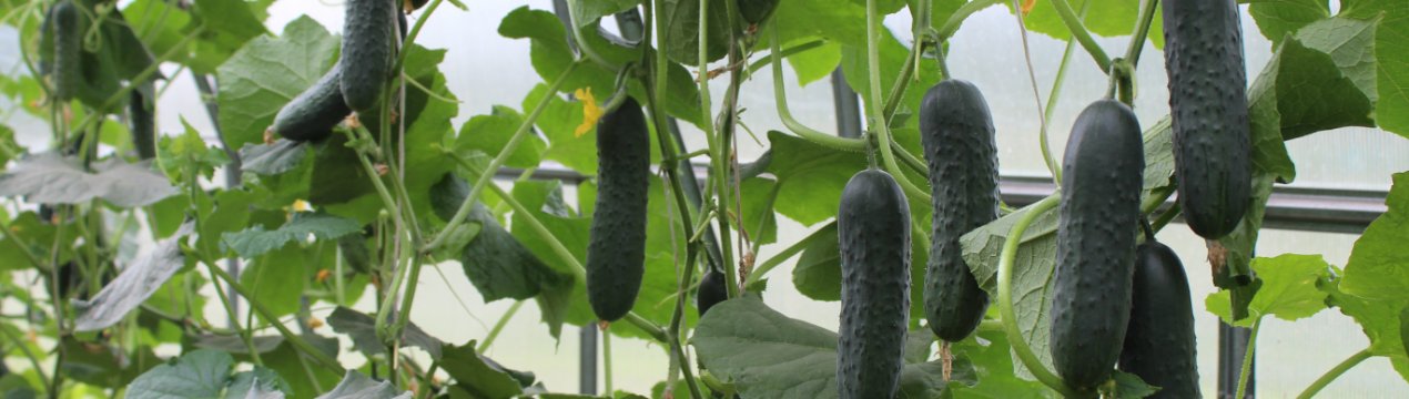 Огірки сорту «Гуннар F1»: опис та особливості вирощування