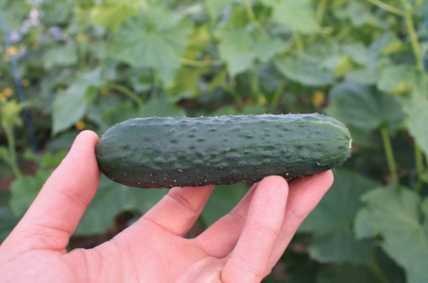 Огуруц сорту «Гуннар F1»