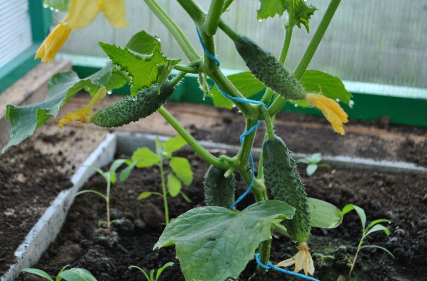 Вирощування огірків