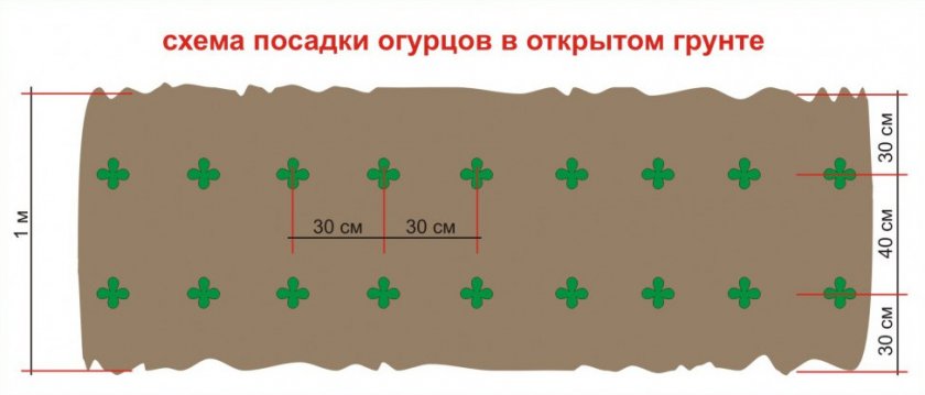 Посадка огурцов в открытый грунт Посадка огурцов в открытый грунт