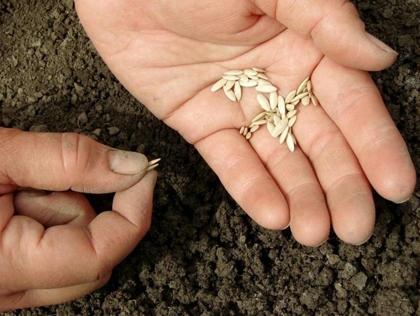 Посів насіння огірків у відкритий ґрунт Посів насіння огірків у відкритий ґрунт