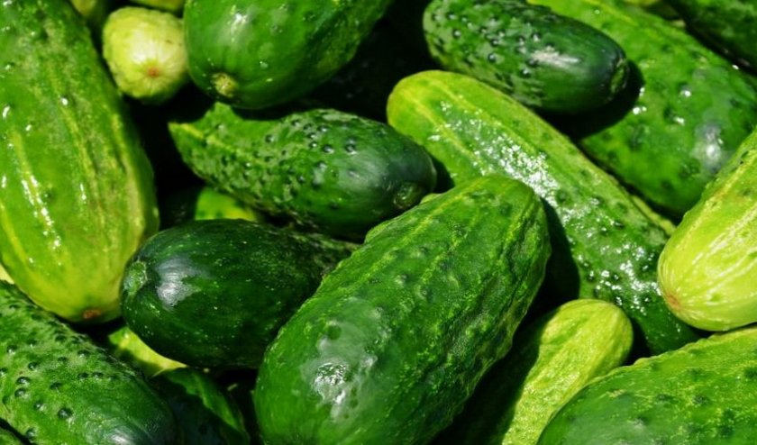 Огурцы Феникс Огурцы Феникс