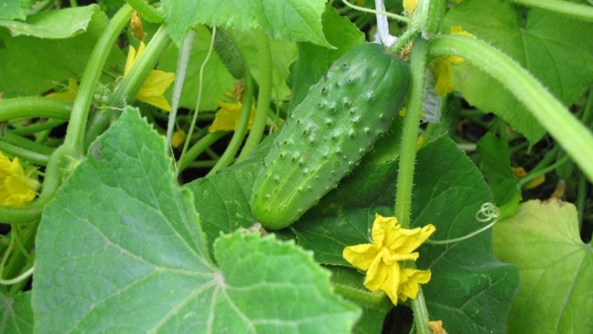 Огірки Мурашка F1 Огірки Мурашка F1