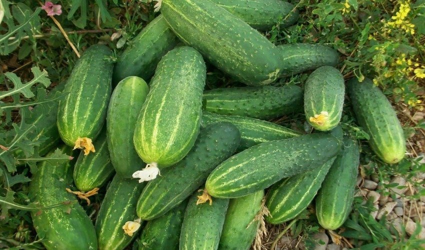 огурцы феникс посадка и уход. Смотреть фото огурцы феникс посадка и уход. Смотреть картинку огурцы феникс посадка и уход. Картинка про огурцы феникс посадка и уход. Фото огурцы феникс посадка и уход