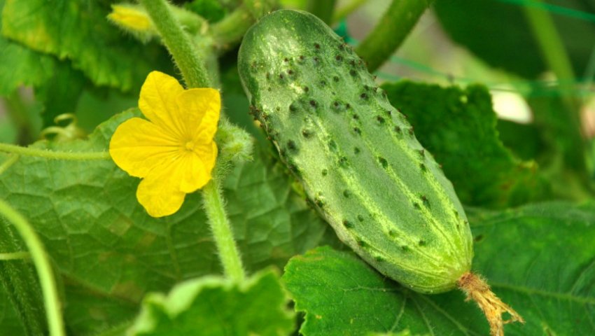 Огірки Мурашка F1 Огірки Мурашка F1