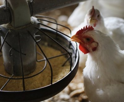 «Фелуцен» для курей: інструкція із застосування вітамінно-мінеральної добавки