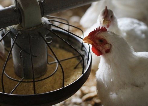 «Фелуцен» для курей: інструкція із застосування вітамінно-мінеральної добавки